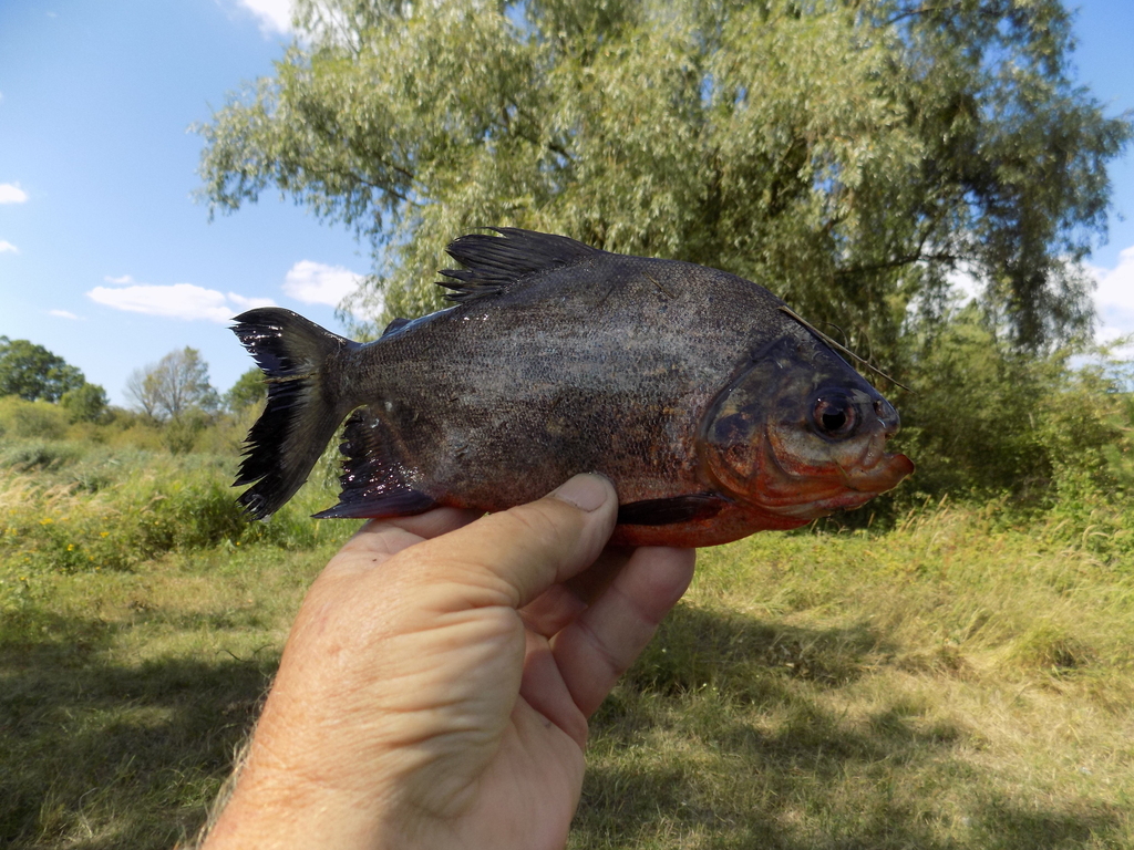 Pirapitinga (Piaractus brachypomus) — Serrasalmidae