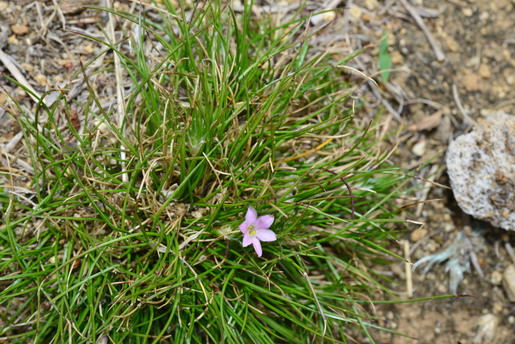 Acanthochlamys