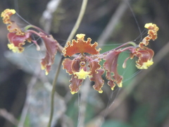 Cyrtochilum serratum