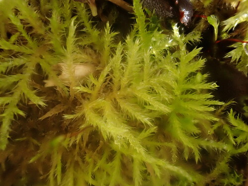 Sciuro-hypnum starkei observed 2024-10-06
