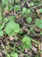 Centella erecta