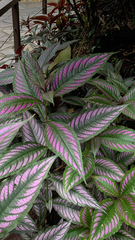 Strobilanthes auriculata dyeriana