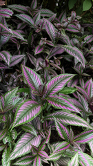 Strobilanthes auriculata dyeriana