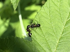 Camponotus novaeboracensis