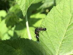 Camponotus novaeboracensis