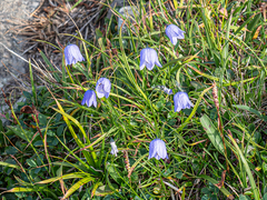 rainerburkard, CC BY, iNaturalist via GBIF Campanula giesekiana, photograph rainerburkard, CC BY, iNaturalist via GBIF