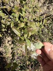 Deutzia baroniana