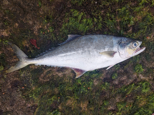 Jack (Oligoplites palometa) — Carangidae — 3