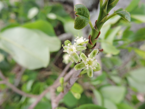Erythroxylum argentinum, photograph 5