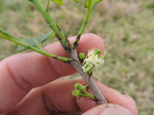 Erythroxylum argentinum, photograph 6