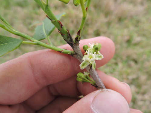 Erythroxylum argentinum, photograph 4