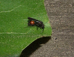 Dasymutilla scaevola