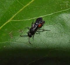 Dasymutilla scaevola