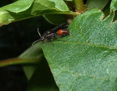 Dasymutilla scaevola
