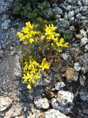 Draba asterophora