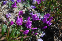 Oxytropis arctica