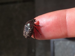 Euphoria sepulcralis