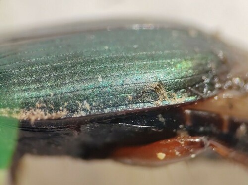 Metallic Harpalus, Wageningen, Nederland, photo 8 of 10