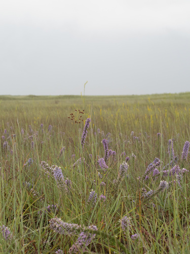 Image of Liatris carrizana by (c) Turner Brockman, some rights reserved (CC BY-SA)