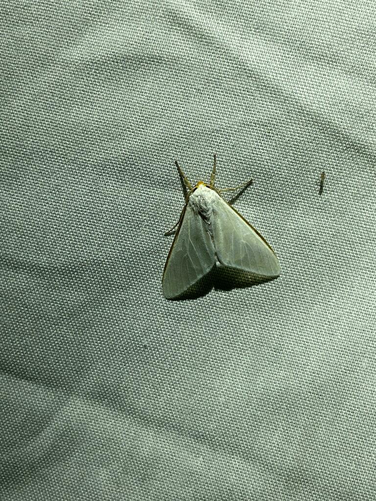 Idalus albescens