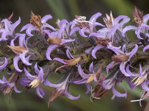 Image of Carrizo Gayfeather (Liatris carrizana) by (c) Turner Brockman, some rights reserved (CC BY-SA)