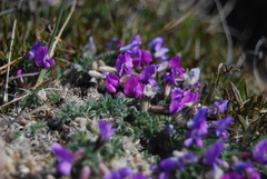 Oxytropis arctica