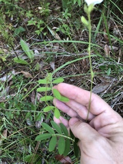 Tephrosia spicata