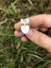 Tephrosia spicata
