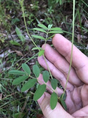 Tephrosia spicata