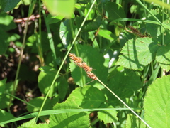 Carex densa
