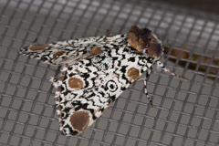 Harrisimemna trisignata