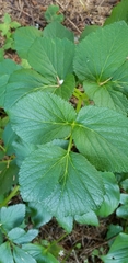 Angelica lucida