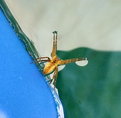 Pisaurina mira
