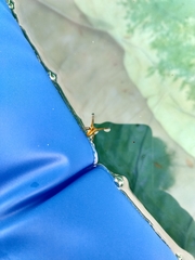 Pisaurina mira