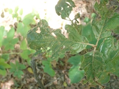 Taphrina caerulescens