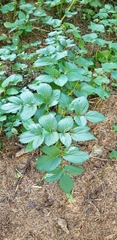 Angelica lucida