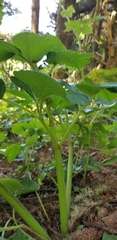 Angelica lucida