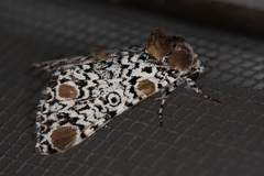 Harrisimemna trisignata