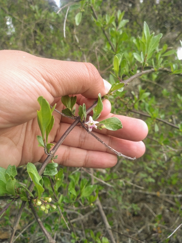 Árbol de la orquídea