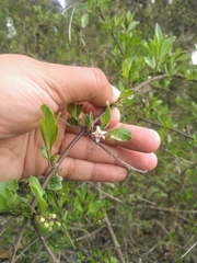 Citharexylum lycioides