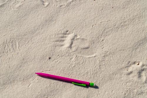 iNaturalist observation 2024-10-04