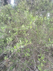 Citharexylum lycioides