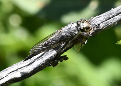 Promachus albifacies