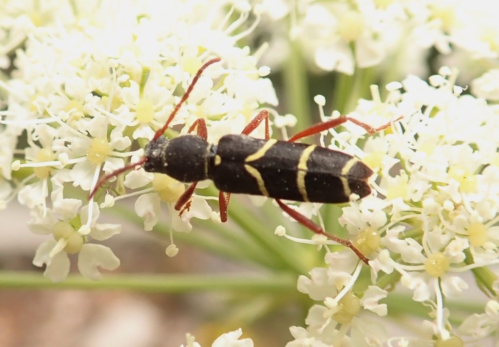 Clytus relictus