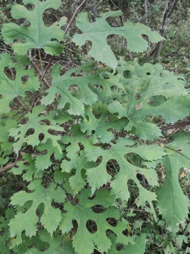 Morus mongolica (Bureau) C.K.Schneid.