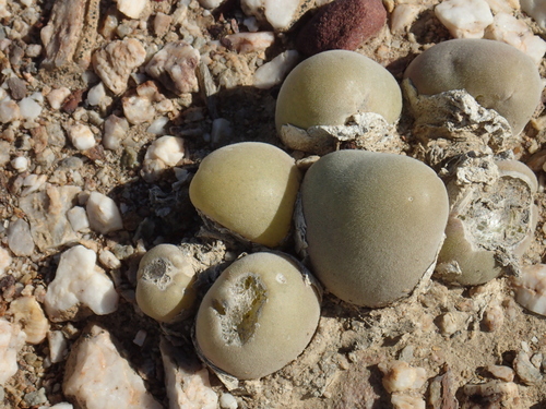Gibbaeum hortenseae