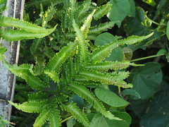 Pteris minor