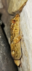 Tarentola angustimentalis