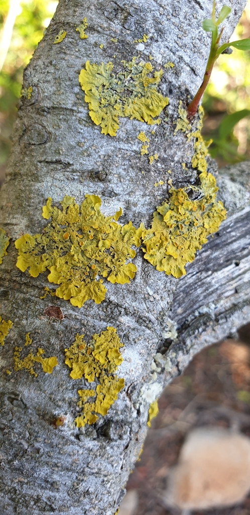 Lichene arancione comune