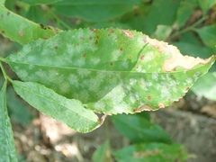 Podosphaera clandestina